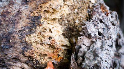 Wood decay, brittle tree trunk, brittle tree trunks eaten by termites