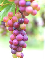 ぶどう狩りの季節