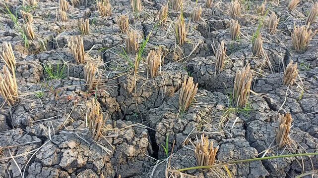 Rice fields with cracks in dry earth during the long drought. Because of the lack of water in agricultural area.