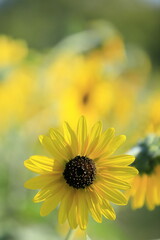 日本の夏のひまわり