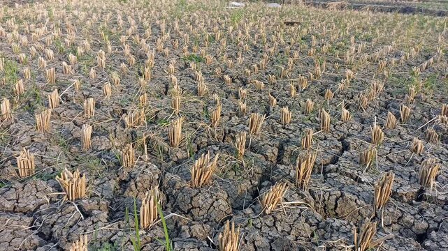 Rice fields with cracks in dry earth during the long drought. Because of the lack of water in agricultural area.