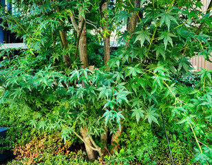緑の紅葉がしげる風景、昼間