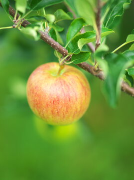 林檎の木 Images – Browse 497 Stock Photos, Vectors, and