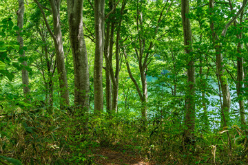 Obraz premium 橅と水辺