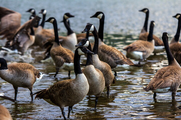 canada geese on the beach