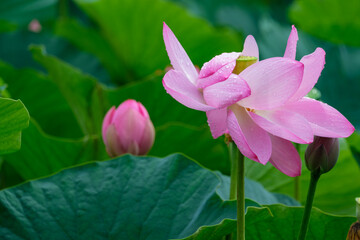 Obraz premium 古代蓮の滴