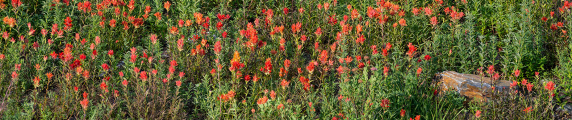 Vibrant orange flowers of scarlet indian paintbrush flowers blooming in a subalpine meadow in Rainier National Park on a sunny summer day, as a nature background
