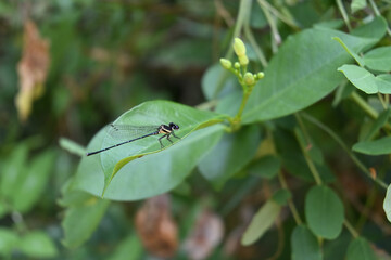 Side view of a black marsh dart damselfly is resting on the edge of a leaf top