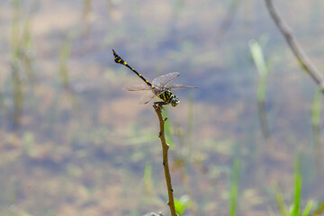 池の近くに生息している綺麗なトンボ オニヤンマ
