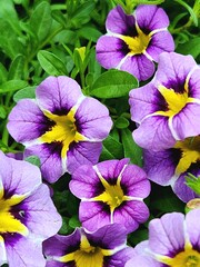 purple and yellow flowers
