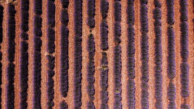Aerial view of rows of lavender fields, Valensole, Alpes-de-Haute-Provence, Provence-Alpes-Cote d'Azur, France