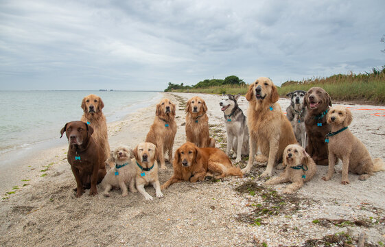 Large group of assorted dogs sitting on a beach, Florida, USA