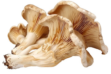 Mushrooms arranged on a white background in studio lighting