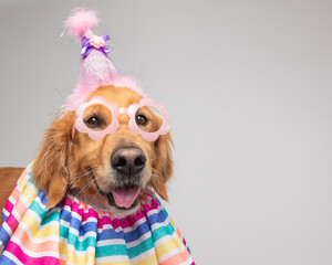 Close-up portrait of a golden retriever wearing novelty glasses, a ruffle collar and a party hat with the words birthday princess