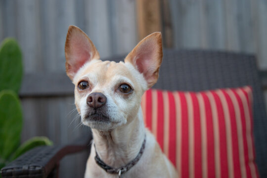 Close-up portrait of a Chihuahua rat terrier sitting in a garden