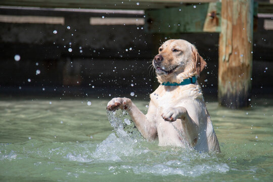 Yellow labrador retriever swimming in the ocean, Florida, USA