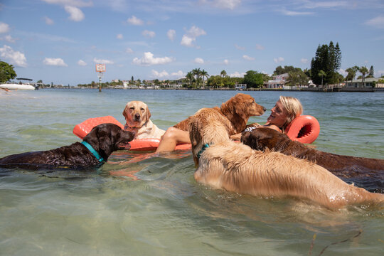 Woman lying on a lilo in the ocean surrounded by a group of dogs, Florida, USA