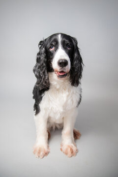 Portrait of an English springer spaniel sitting in front of a grey background