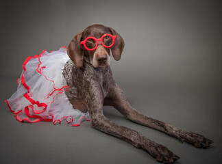 Portrait of a german shorthaired pointer wearing a pair of red glasses and a tutu