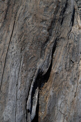 Close up texture of a gray weathered tree trunk with no bark, background, backdrop, copy space