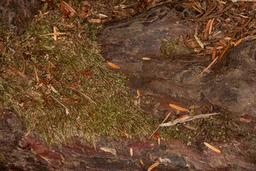 Close up bark texture on a tree trunk covered in moss and dead pine needles, background, backdrop