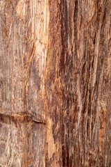 Fototapeta premium Close up texture of a tree trunk with no bark, background, backdrop, straight wood grain fibers
