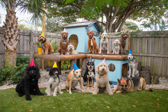 Group of assorted dogs wearing party hats sitting in a garden by a doghouse, Florida, USA