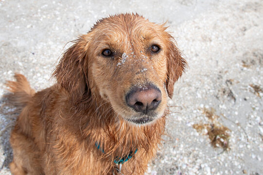 Close-up portrait of a wet golden retriever on a sandy beach, Florida, USA