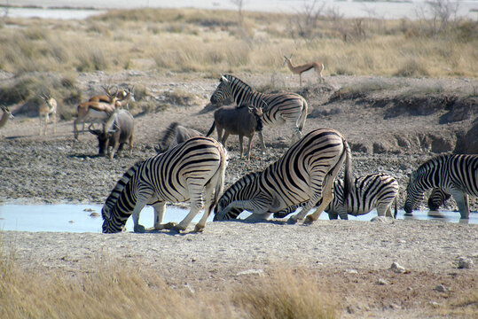 Dazzle of Zebras standing at a waterhole drinking, Etosha National Park, Namibia