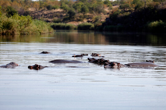 A bloat of Hippos in a river, Kruger National Park, South Africa