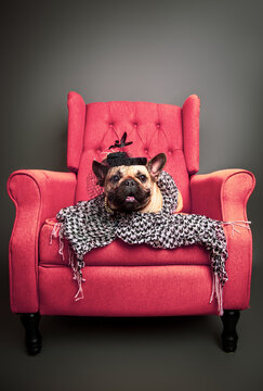 French bulldog sitting in a pink armchair wearing a fascinator and scarf