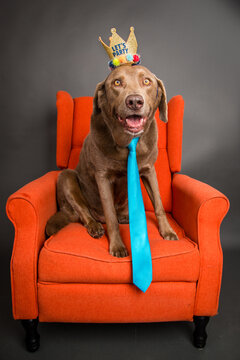 Silver Labrador Retriever sitting on an orange armchair wearing a tie and crown with the words lets party