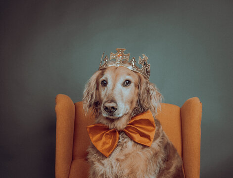 Portrait of a golden retriever sitting in an armchair wearing a crown and bow tie
