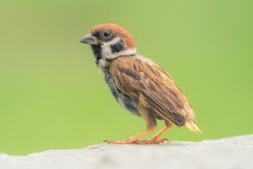 Portrait of a scruffy juvenile Eurasian tree sparrow (Passer montanus) perched on a rock with blurred green background, Thailand