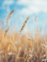 Obraz premium Golden Wheat Field Under Blue Sky - Nature and Agriculture Background