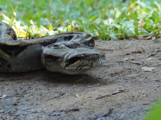 Striking boa constrictor's head close-up