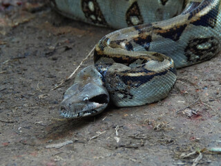 Snake model in angled perspective