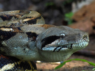 Head of boa constrictor snake