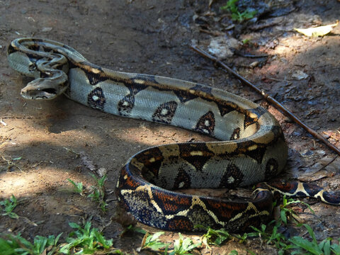 Full boa constrictor on a trail