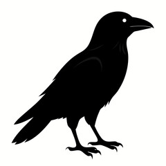Crow isolated on white background, crow vector illustration, bird on a branch vector art, crow silhouette, bird vector icon, peacock on a branch line art, eps, raven on a branch cartoon