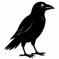 Fototapeta premium Crow isolated on white background, crow vector illustration, bird on a branch vector art, crow silhouette, bird vector icon, peacock on a branch line art, eps, raven on a branch cartoon