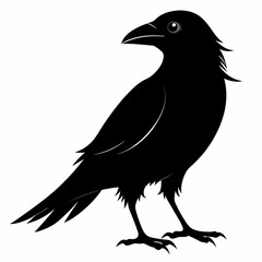 Crow isolated on white background, crow vector illustration, bird on a branch vector art, crow silhouette, bird vector icon, peacock on a branch line art, eps, raven on a branch cartoon