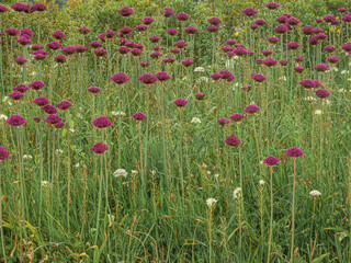 Allium Atropurpureum, also known as Purple Onion, or Black Garlic. Flowers are star-shaped and in purple or magenta color.