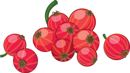 Red currant branch with freshly grown berries isolated on white background