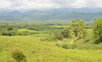 Fototapeta premium landscape with hills and trees