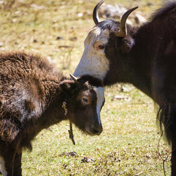 Close-up of a female yak (dri) nuzzling her calf (Bos grunniens), Jigme Dorji National Park, Bhutan