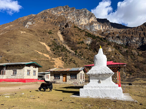 Yak (Bos grunniens) grazing by a Chorten in Village of Soe, Thimphu, Bhutan