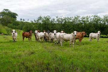 Fototapeta premium Herd of Cows Grazing in Pasture – Peaceful Rural Landscape