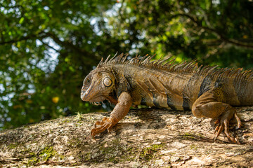 Green Iguana Resting on Wooden Log