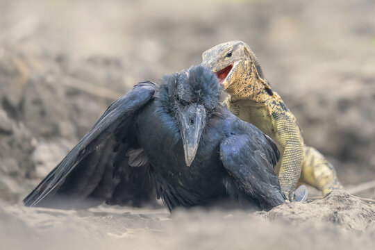 Close-up of an Asian water monitor (Varanus salvator) hunting, capturing and eating an eastern jungle crow (Corvus levaillantii), Thailand